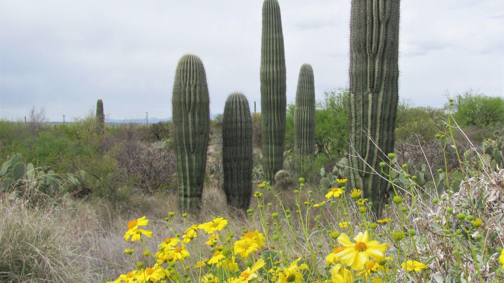 Tucson weather: Wind and rain on the way